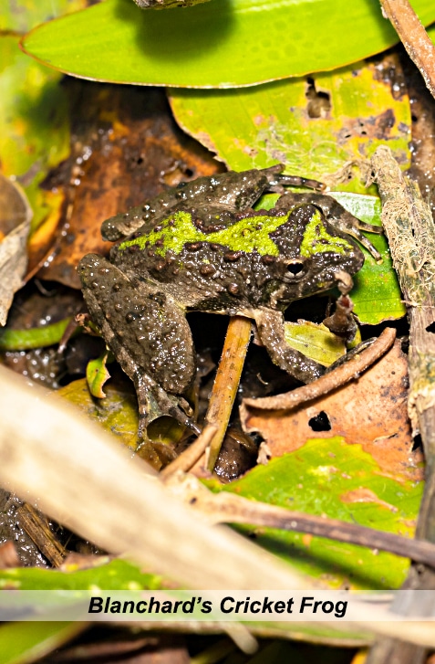 vertical image of a Blanchard's Cricket Frog on some green and some dead foliage