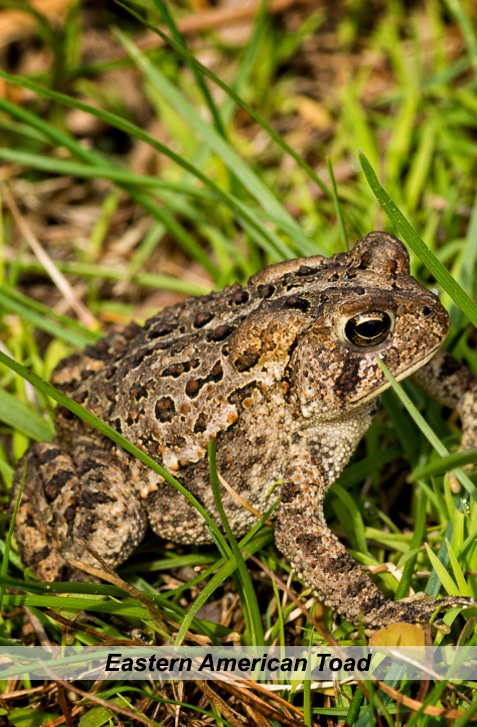 vertical photo of an eastern american toad in some green grass