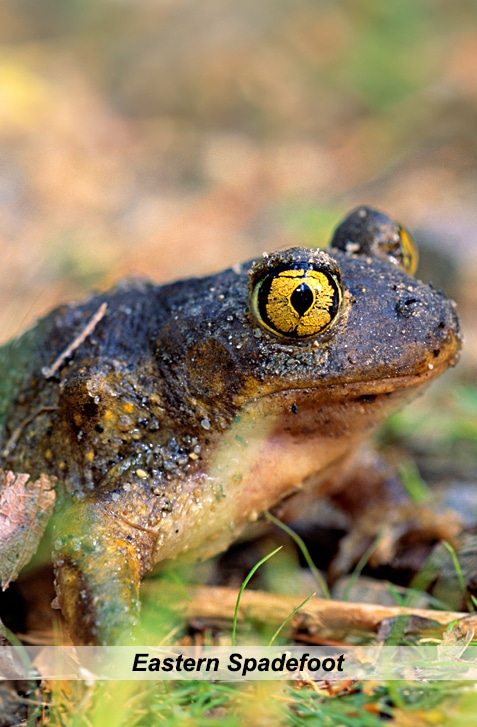 vertical photo of an eastern spadefoot toad in some foliage