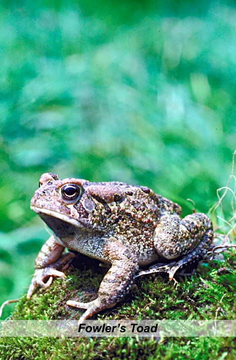 vertical photo of a fowler's toad with a blurred green background