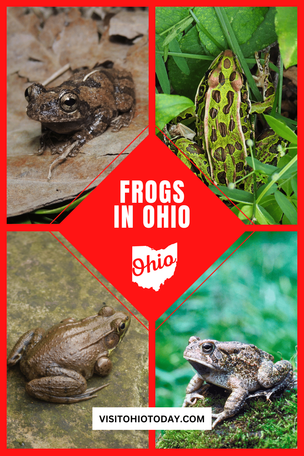 vertical image with four photos of Frogs in Ohio. A red diamond shape in the center contains the text Frogs in Ohio