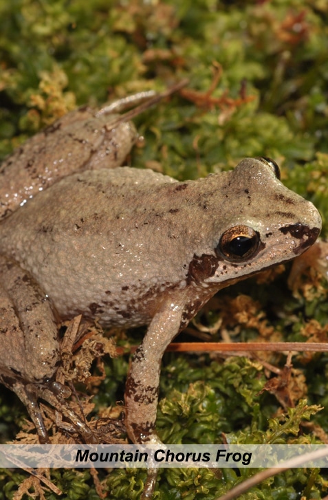vertical photo of the mountain chorus frog on fern and other foliage