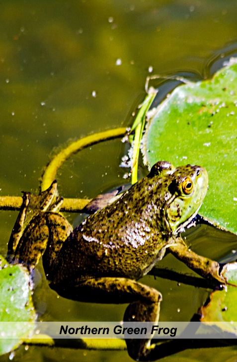 vertical image of a northern green frog sitting on a water lily