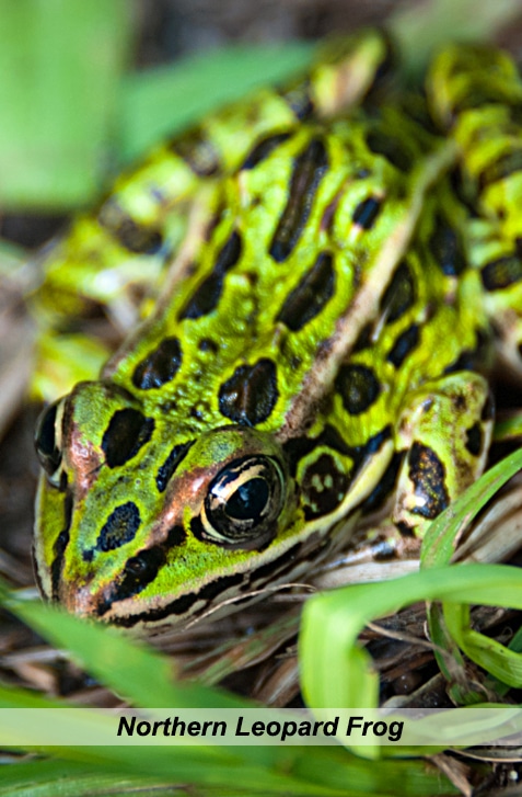 vertical image of a northern leopard frog in some green foliage