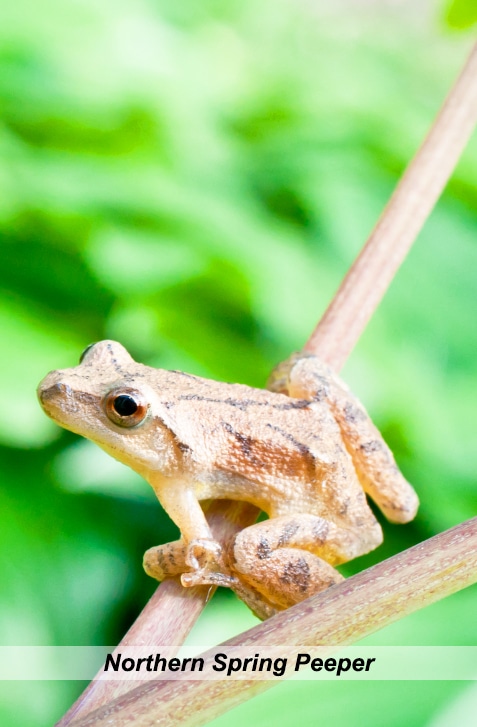 vertical photo of a northern spring peeper frog sitting on a twig
