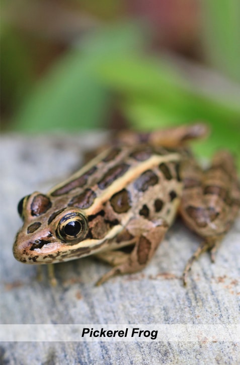 vertical photo of a pickerel frog on a tree stump