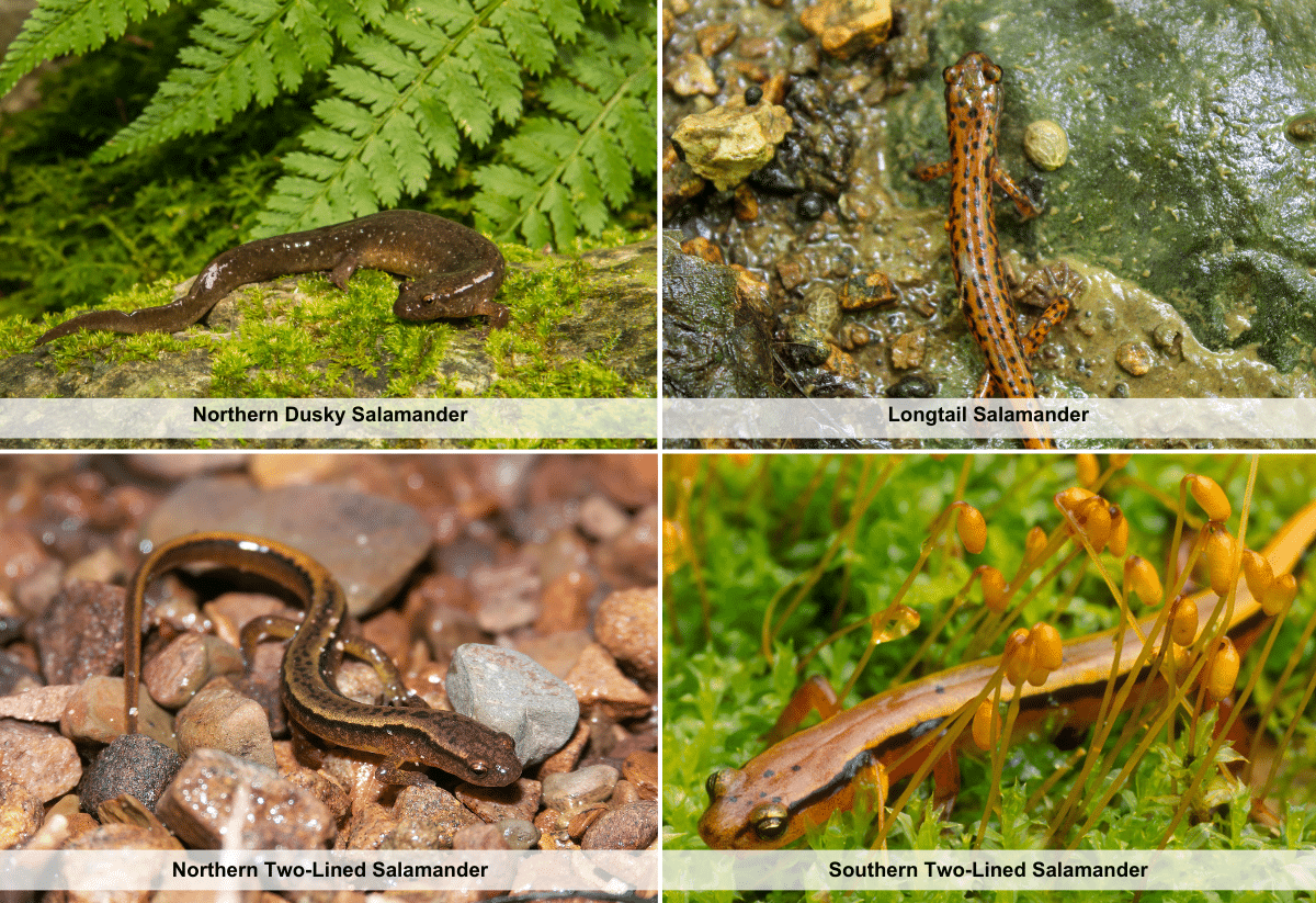 horizontal image with four photos of salamanders in Ohio that live in flowing water. Northern Dusky Salamander, Longtail Salamander, Northern Two-Lined Salamander, Southern Two-Lined Salamander