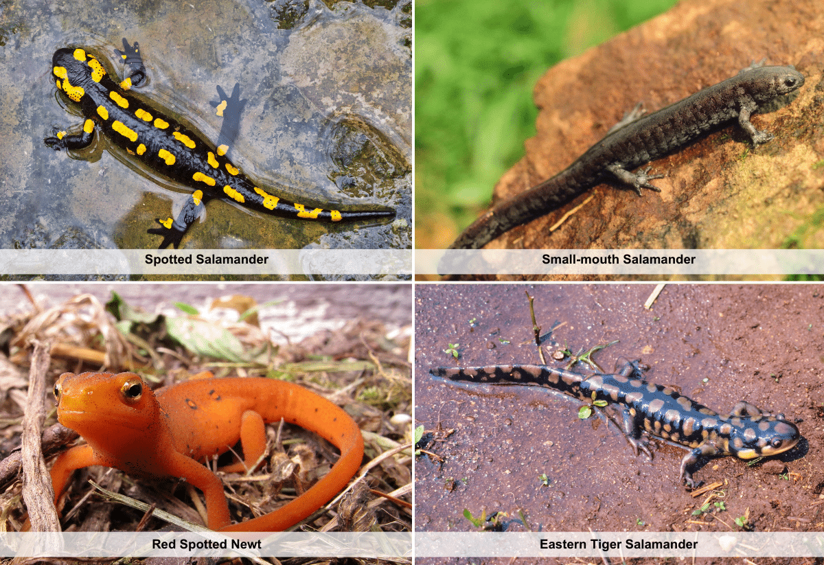 horizontal image with four photos of salamanders that live in standing water habitats. Spotted Salamander, Smallmouth Salamander, Red Spotted Newt, Eastern Tiger Salamander