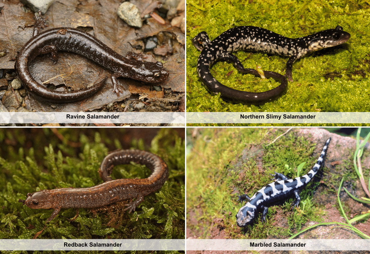 horizontal image with four photos of salamanders in Ohio that live in terrestrial habitats: Ravine Salamander, Northern Slimy Salamander, Redback Salamander, and Marbled Salamander