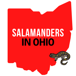 Salamanders In Ohio