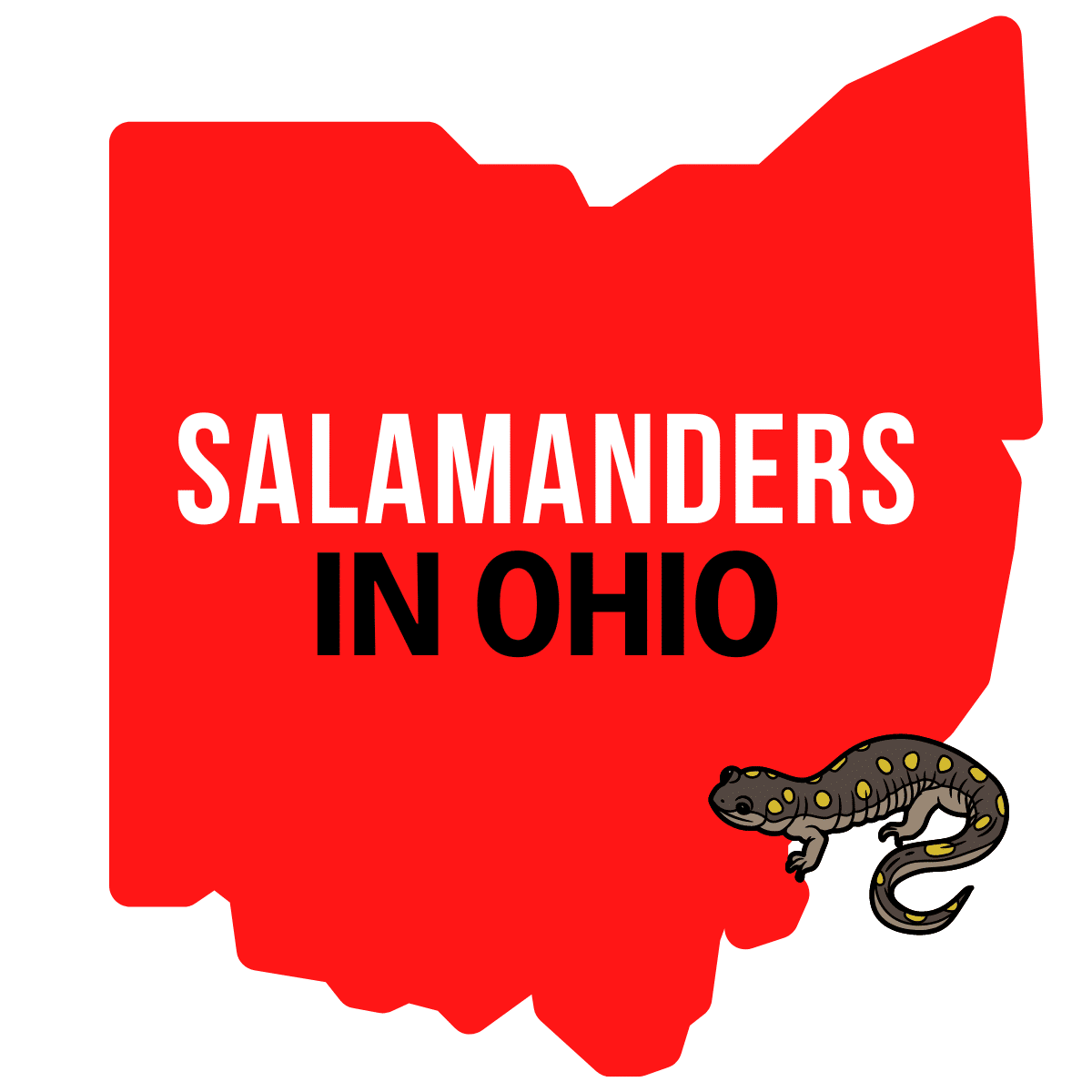 Salamanders In Ohio Visit Ohio Today