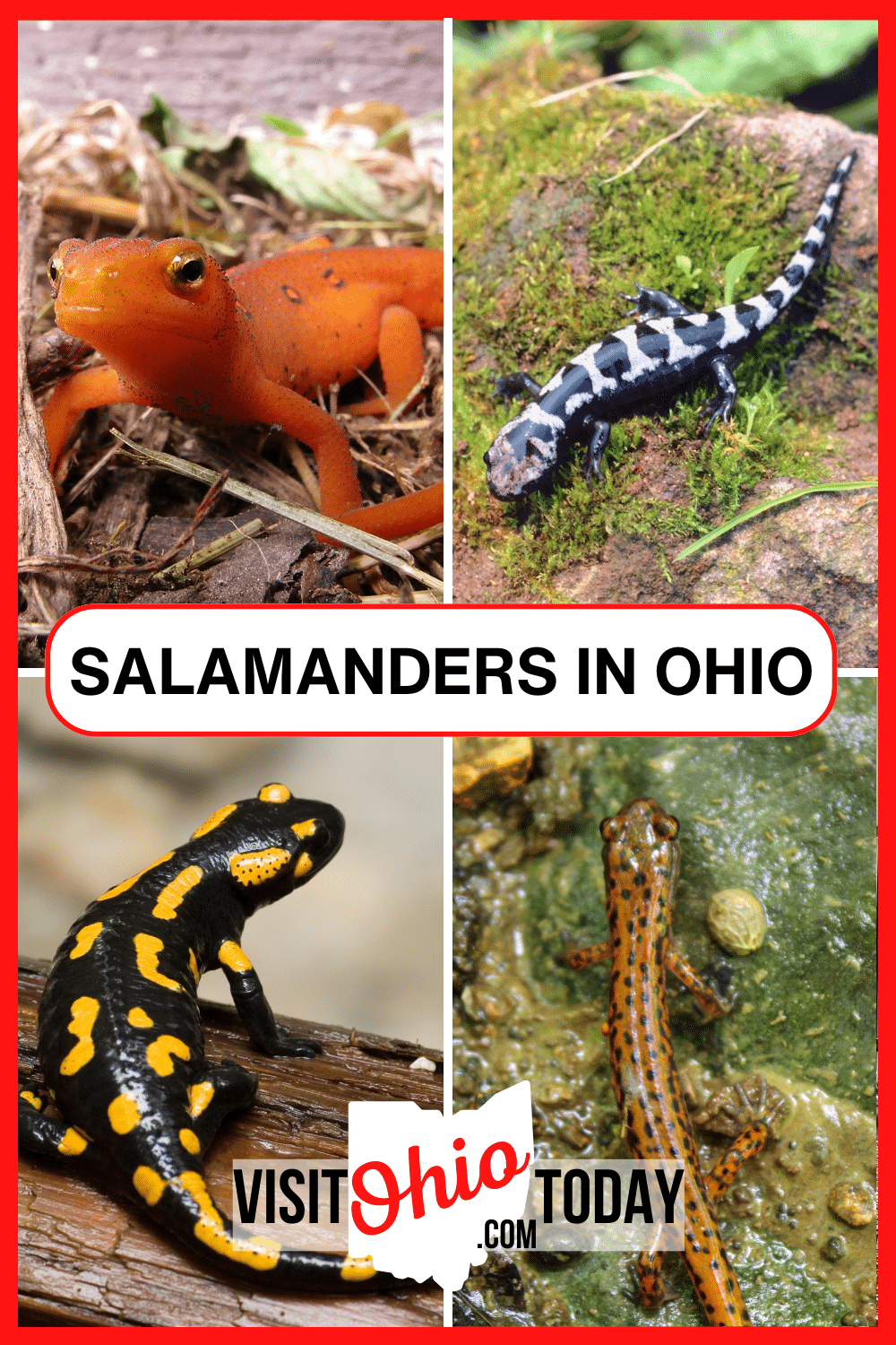 There are 24 species of Salamanders In Ohio. Some of which can be very abundant! How many species have you heard of or seen? | Salamanders In Ohio | Ohio Salamanders | Visit Ohio Today