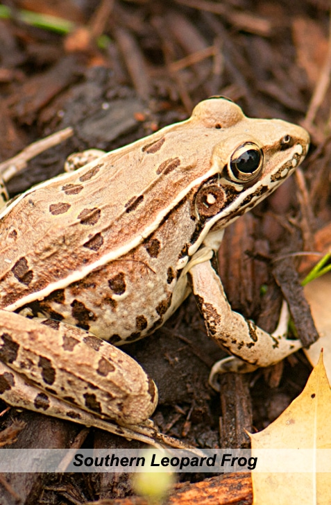 vertical image of a southern leopard frog some dead foliage