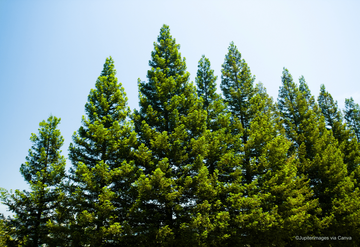 horizontal photo of the tops of pine trees against a blue sky