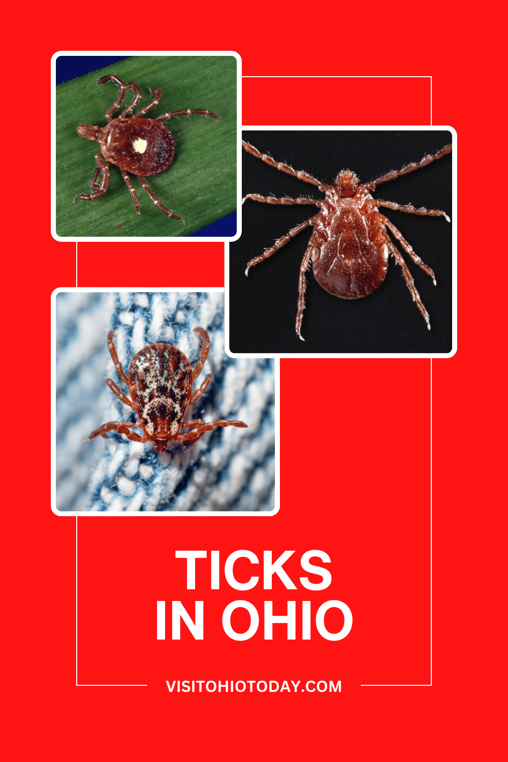 Ticks are a nuisance insect that can be found in most places around the world. There are 12 species of ticks in Ohio, some are relatively harmless, and others are disease carriers.