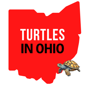 Ohio Turtles
