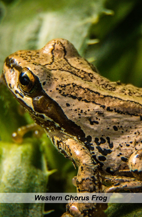 vertical photo of the western chorus frog on some green foliage