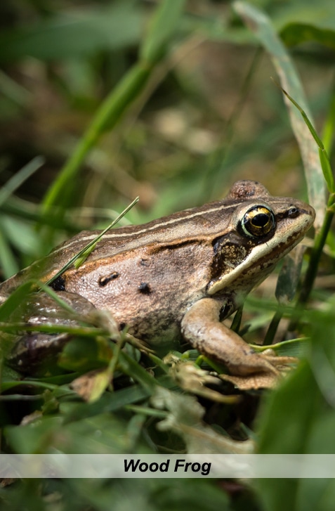 vertical photo of a wood frog in green foliage