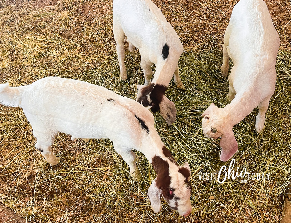horizontal photo of three goats eating hay at Young's Dairy Photo credit: Cindy Gordon of VisitOhioToday.com