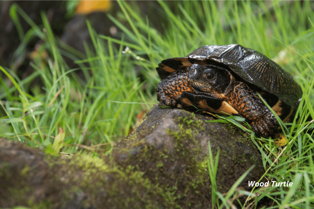 horizontal photo of a Wood Turtle leaning on a rock in a grassy area