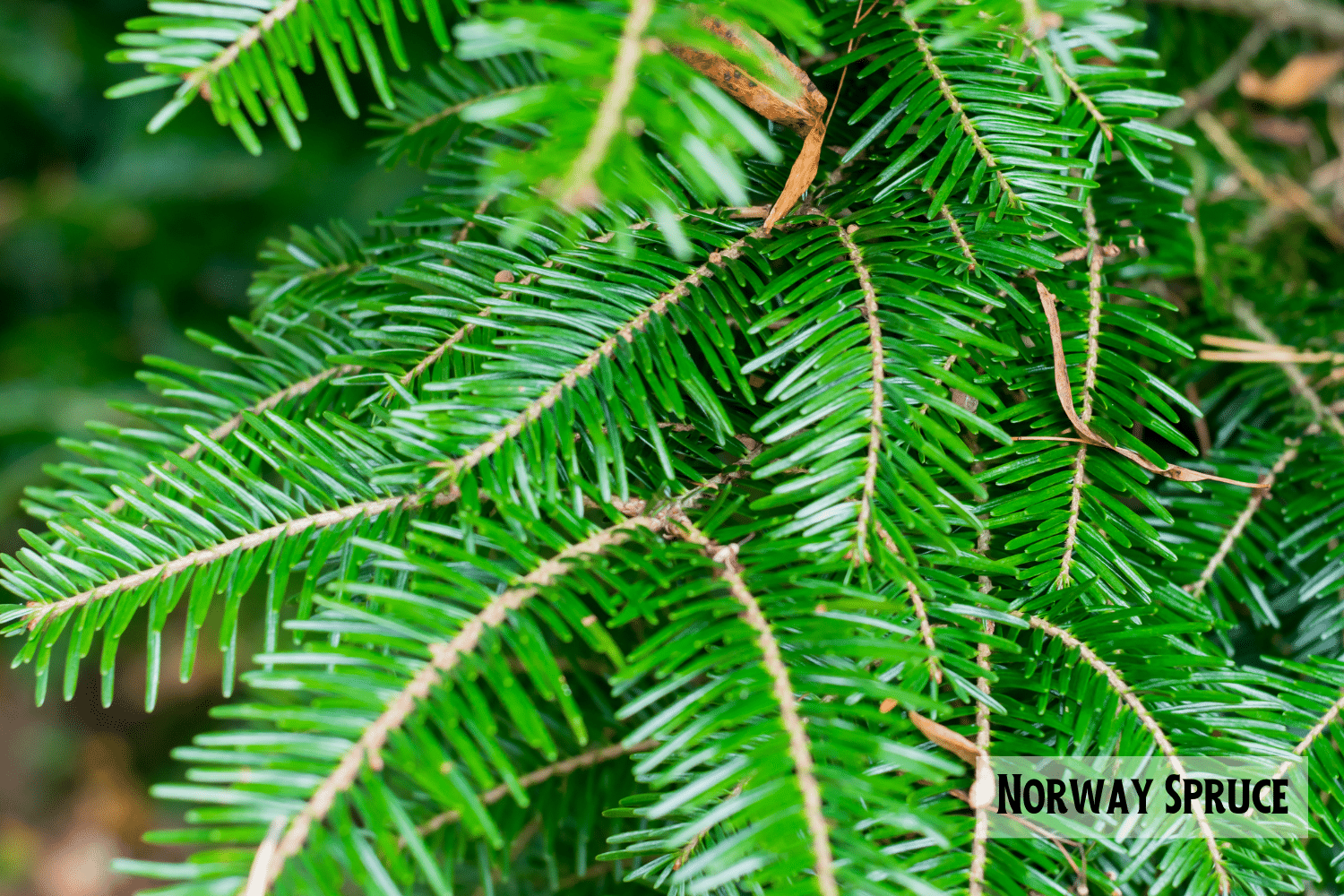 horizontal photo of a close up of branches of a Norway Spruce