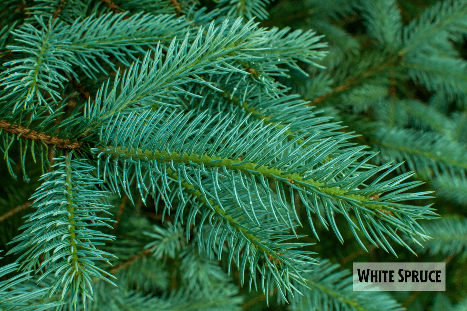 horizontal photo of a close up of a branch of a White Spruce tree