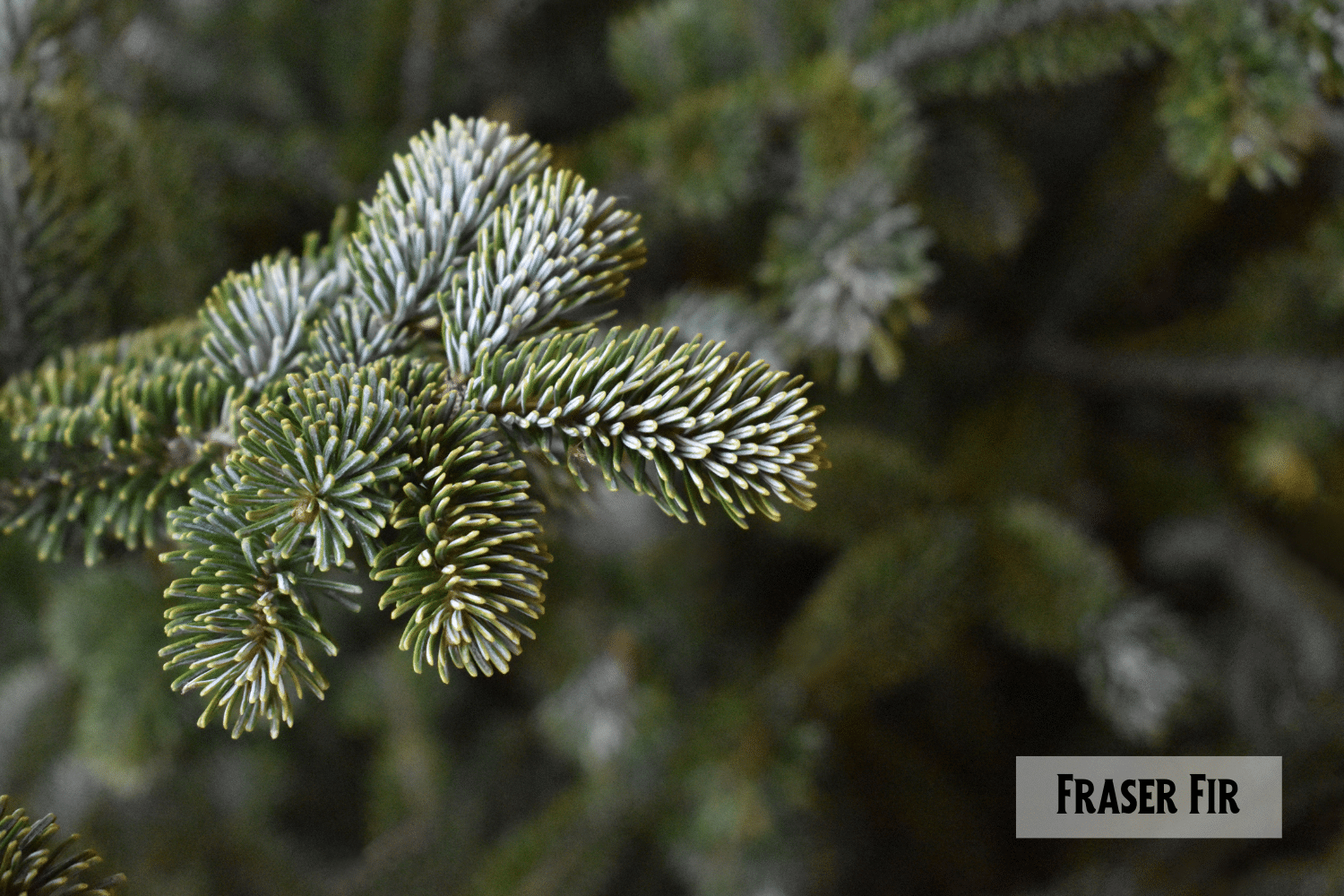 horizontal photo of a close up of a branch of a Fraser Fir tree