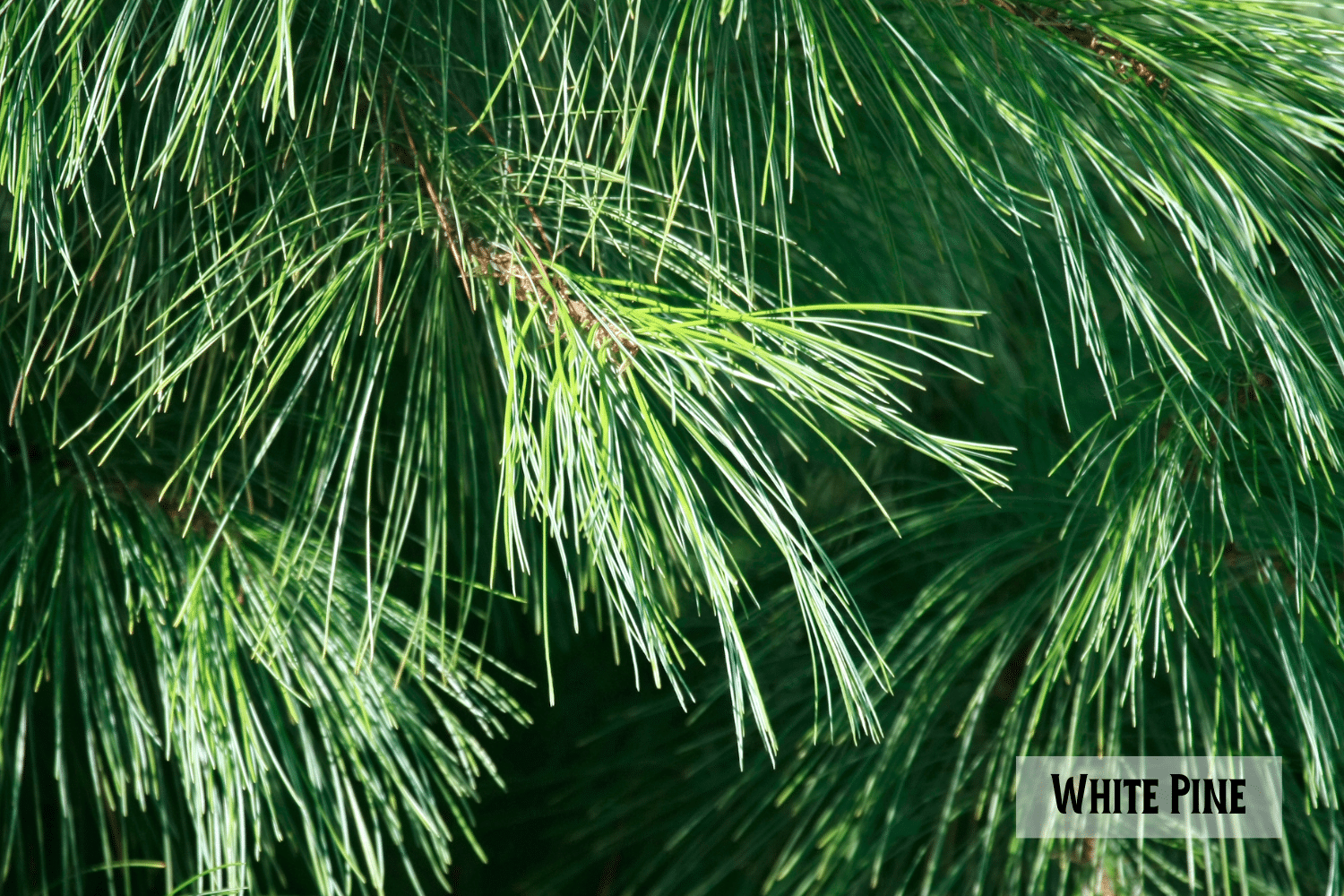 horizontal photo of a close up shot of branches of a White Pine tree