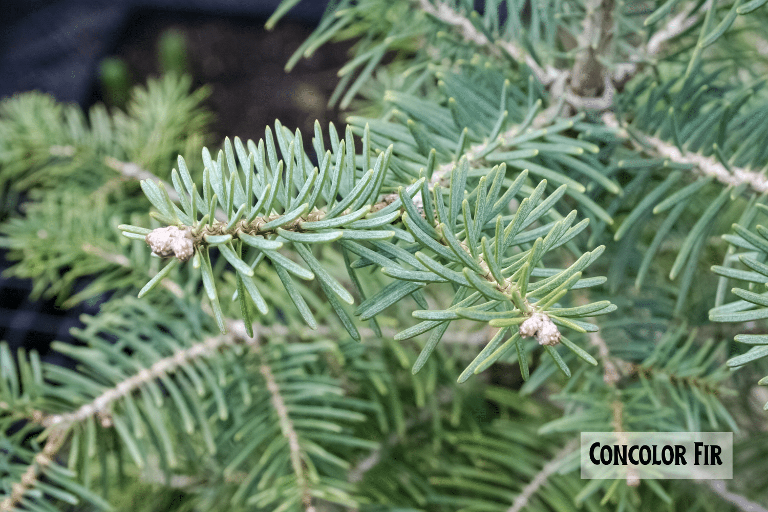horizontal photo of a close up of branches of a Concolor Fir tree
