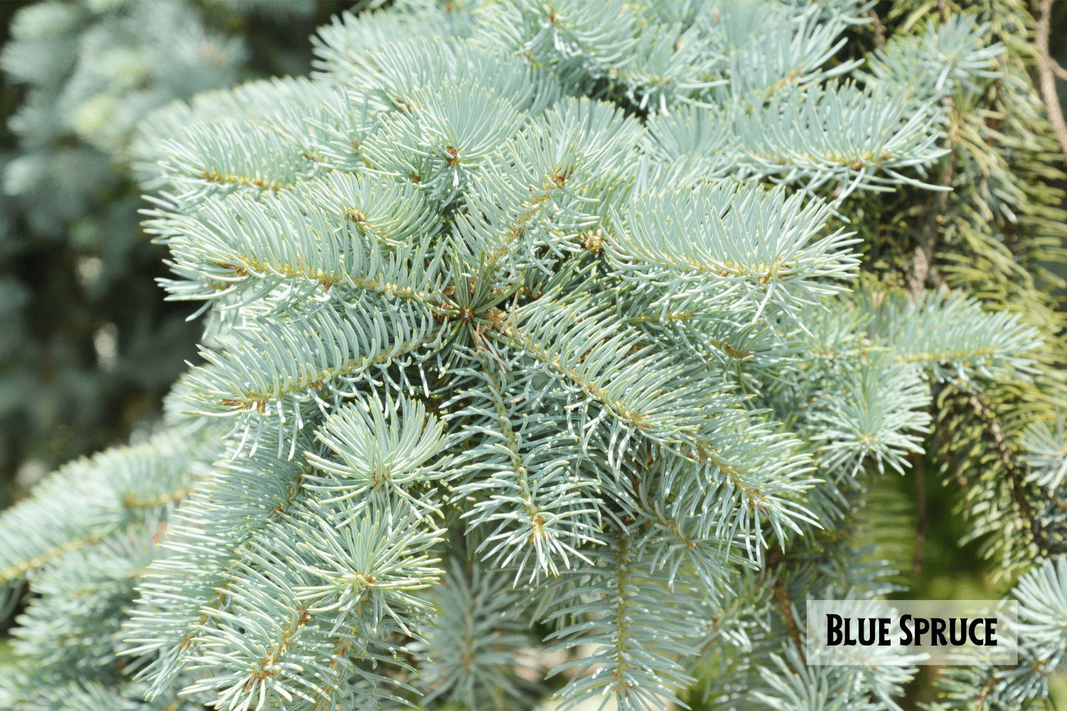 horizontal photo of a close up of the branches of a Blue Spruce tree
