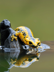 A black & yellow salamander stepping into water