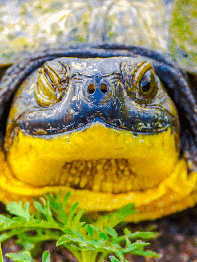 Ohio Turtles