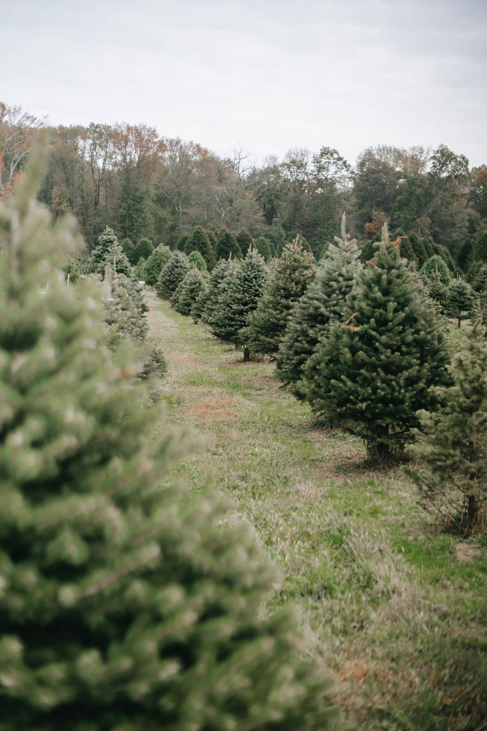 Vertical photo of christmas trees growing in a line