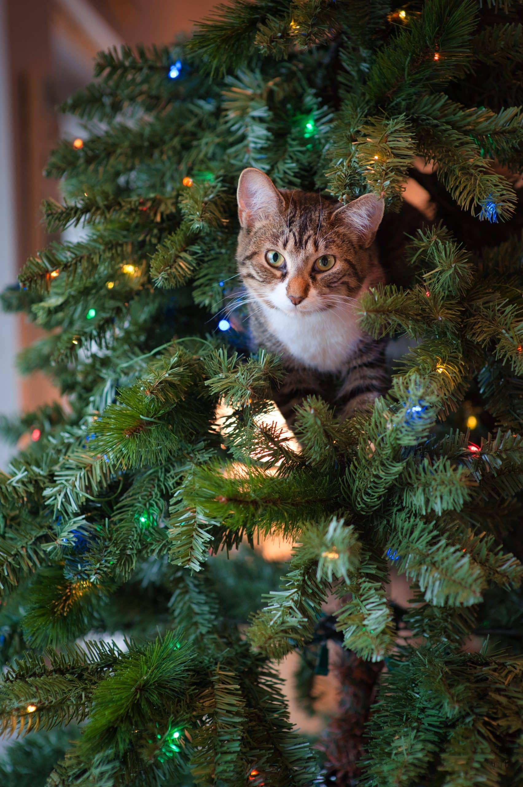 A cat peeping through the branches of a decorated christmas tree