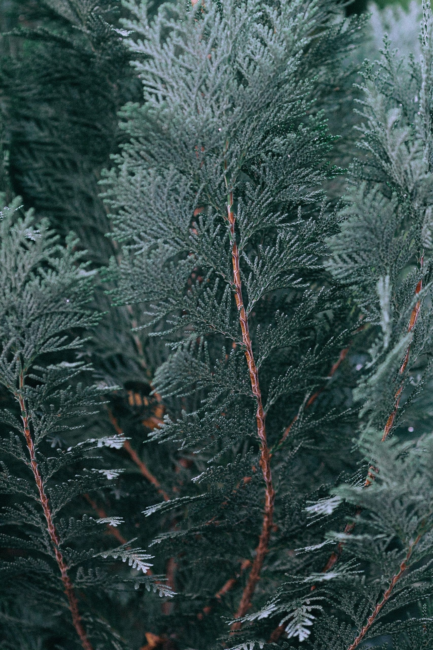 A close up of pine tree branches