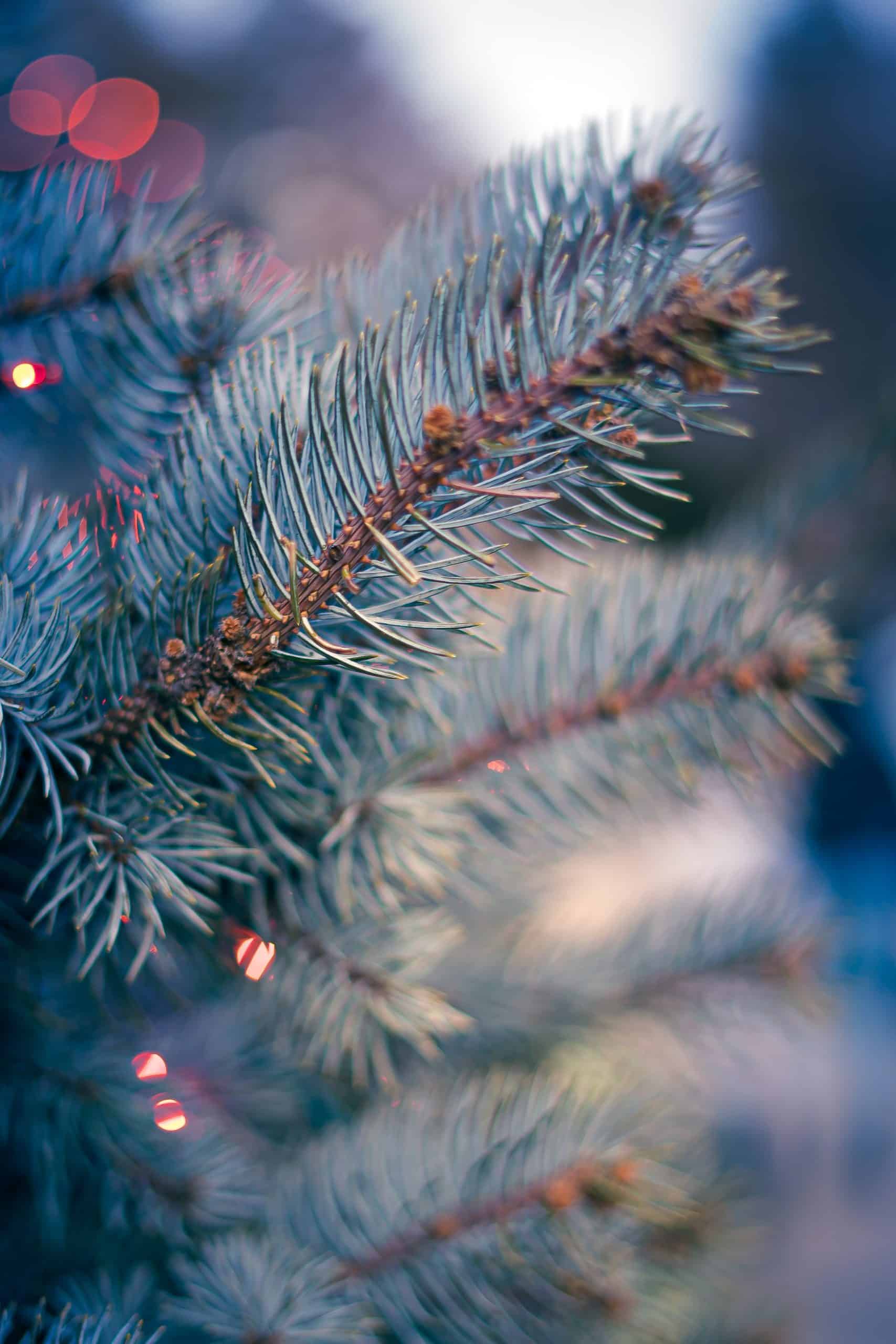 Pine tree branches with shining coloured lights behind in the background