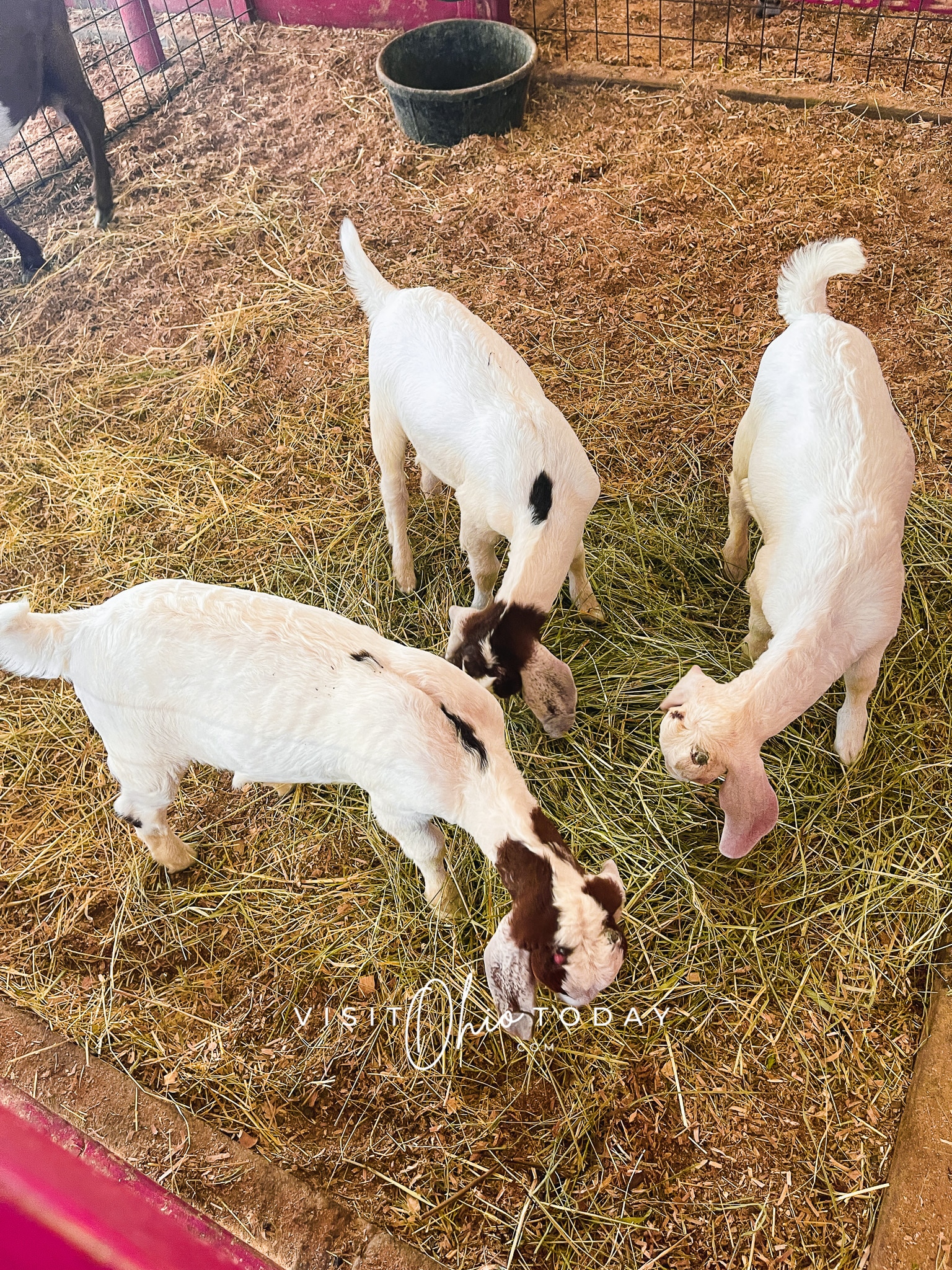 3 goats in their pen eating some grass Photo credit: Cindy Gordon of VisitOhioToday.com