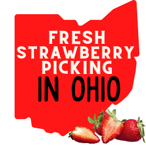 red image of ohio map. Test overlay says fresh strawberry picking in ohio. Image of strawberries in the bottom right corner