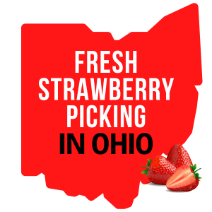 Fresh Strawberry Picking In Ohio