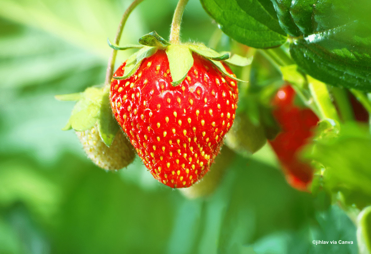horizontal photo of some ripe and some under ripe strawberries hanging from the plant
