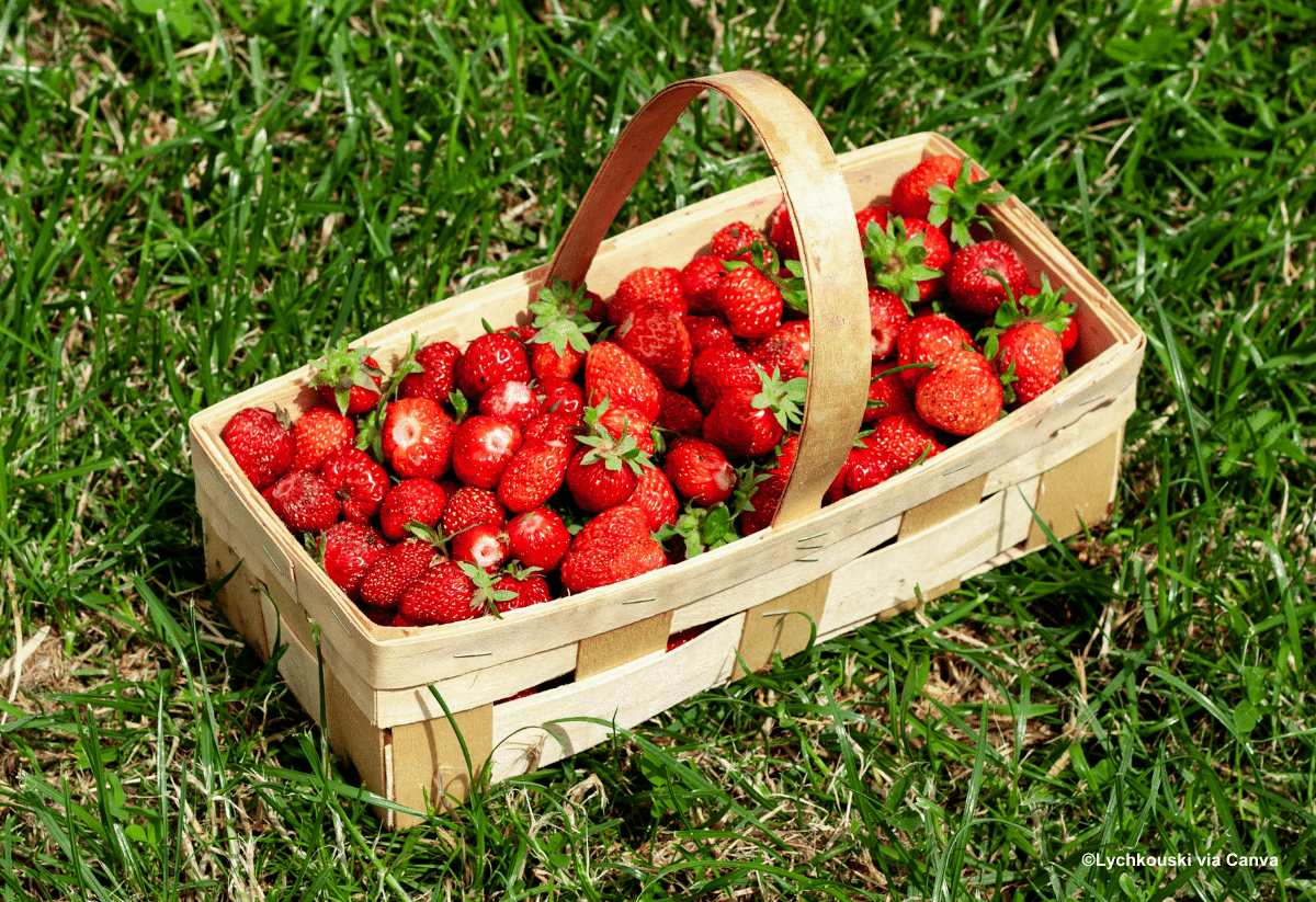 horizontal photo of a basket of strawberries on grass