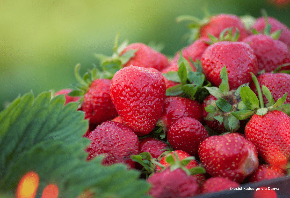 horizontal photo of a pile of ripe strawberries with a strawberry plant leaf in the bottom left corner
