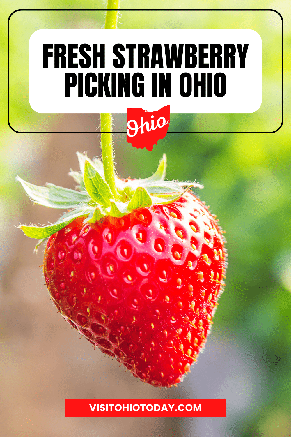 vertical image with a photo close up shot of a strawberry hanging from a plant. A white box at the top contains the text Fresh Strawberry Picking in Ohio
