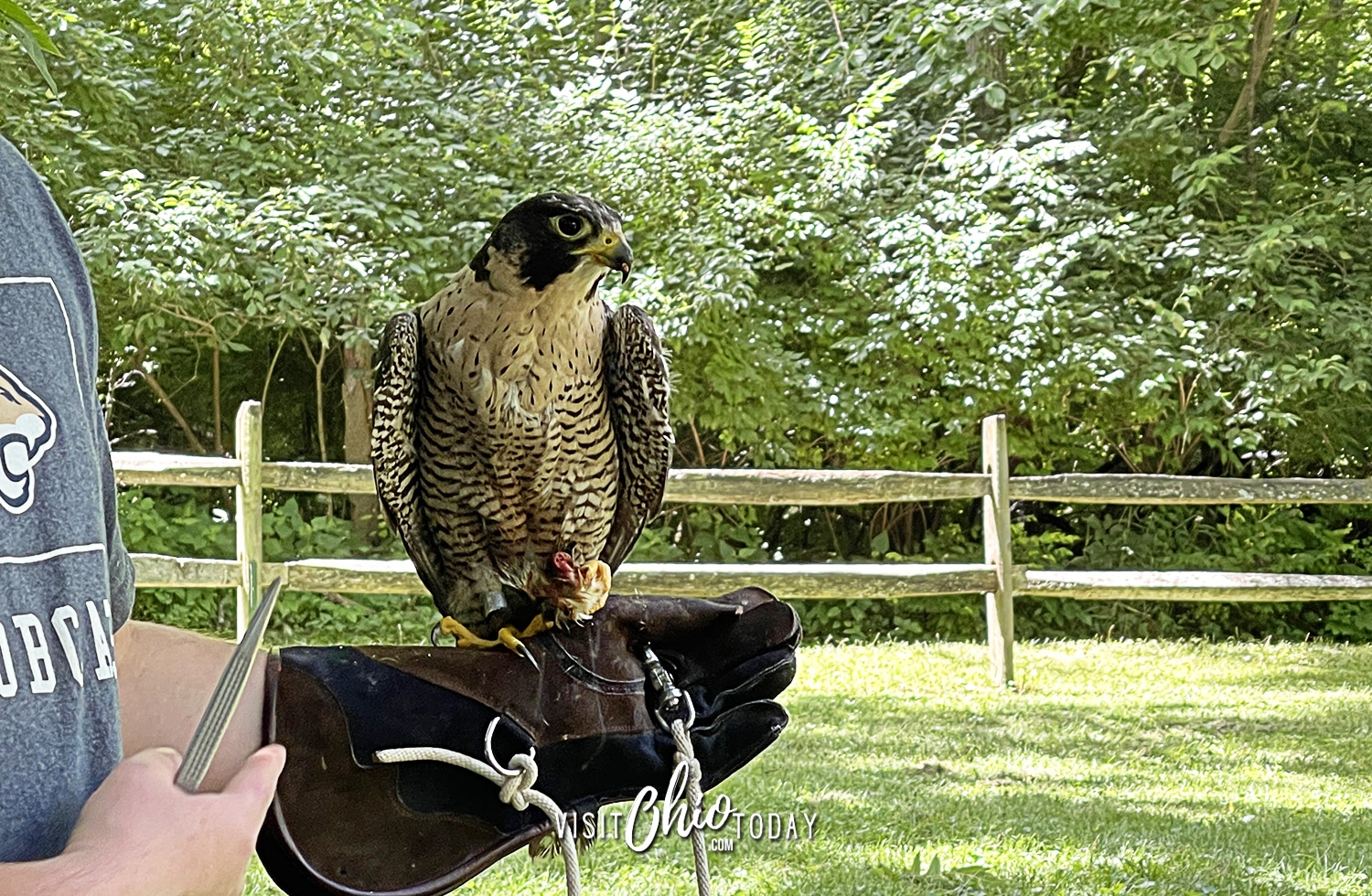 horizontal photo of a hawk on a handlers hand at Glen Helen Raptor Center. Photo credit: Cindy Gordon of VisitOhioToday.com