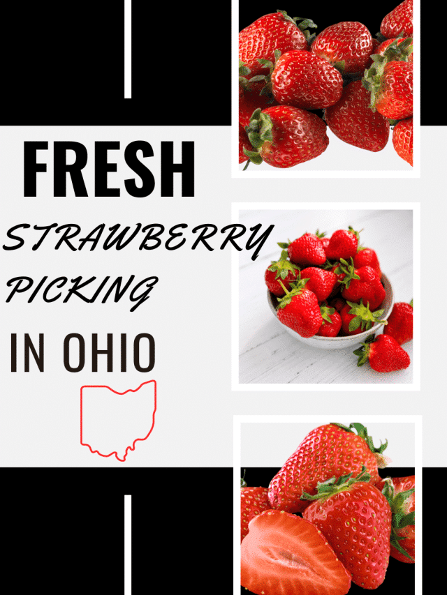 Fresh Strawberry Picking In Ohio