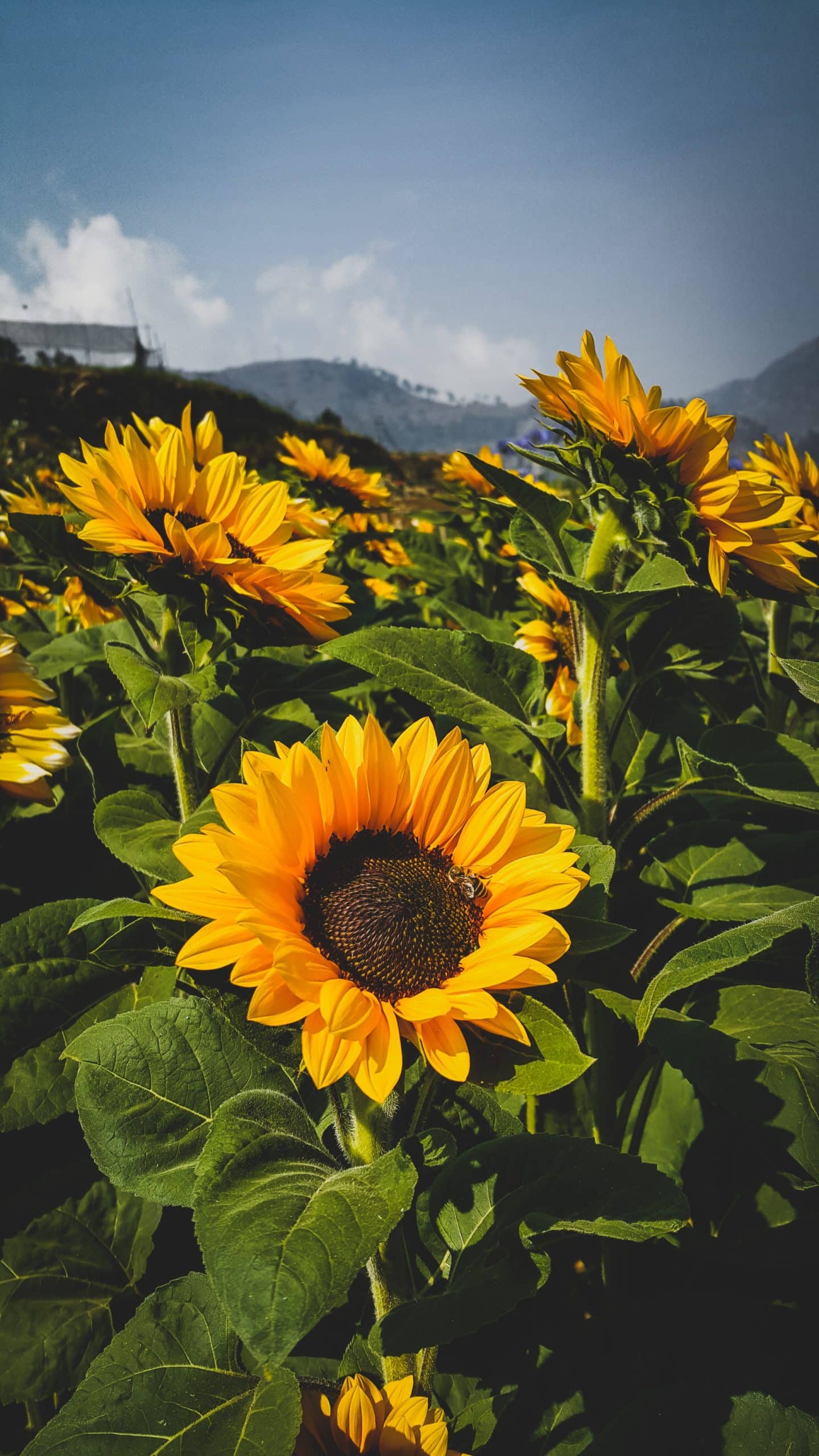 vertical photo of sunflowers in a field on a stormy-looking day, with mountains in the background
