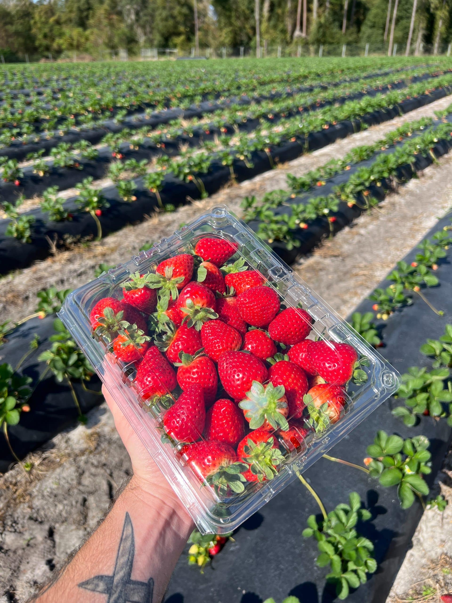 a hand holding a plastic tub filled with strawberries