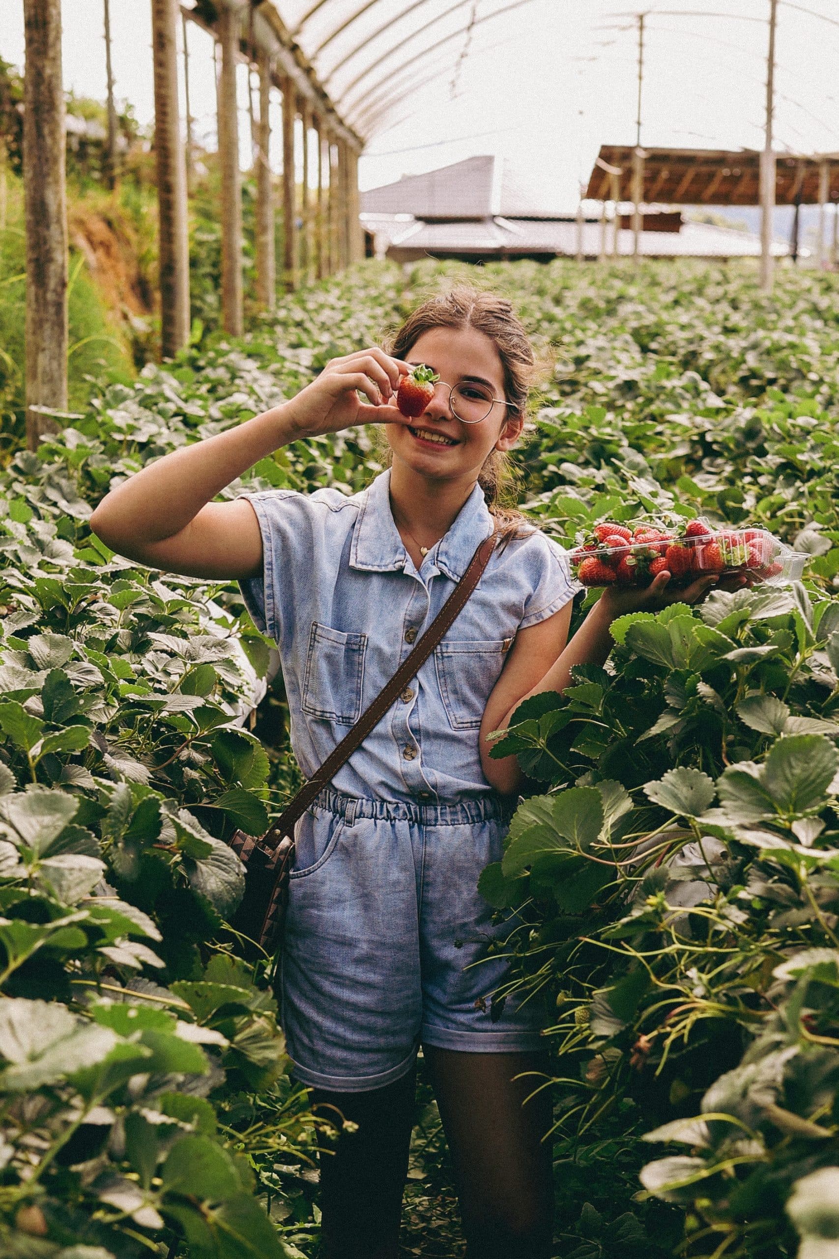 A young female picking her own strawberries