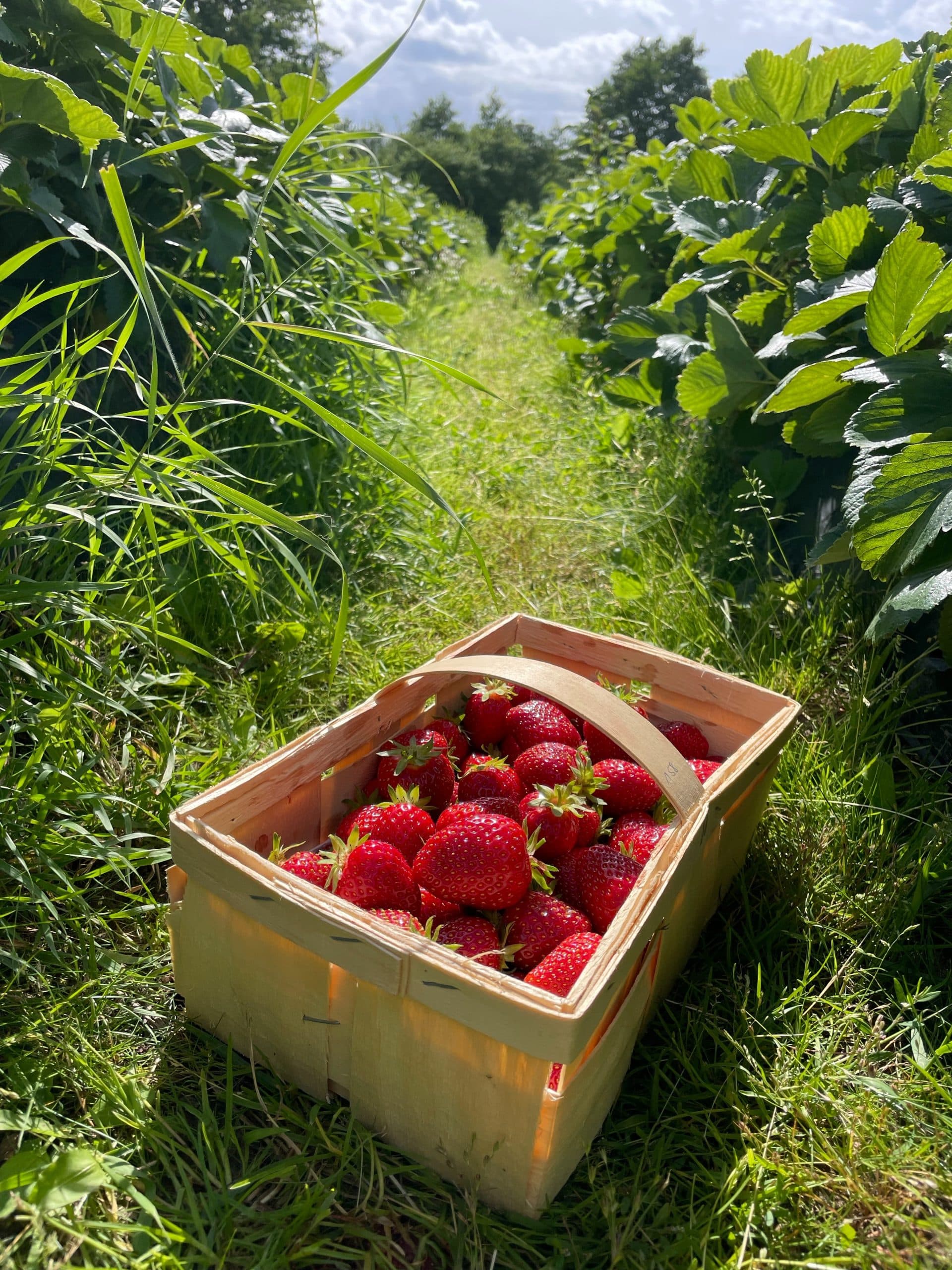 A wooden basket filled with strawberries on the ground between rows of strawberry plants