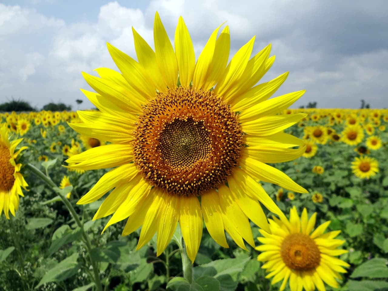 horizontal photo with a sunflower in focus in the foreground and an out of focus sunflower field in the background